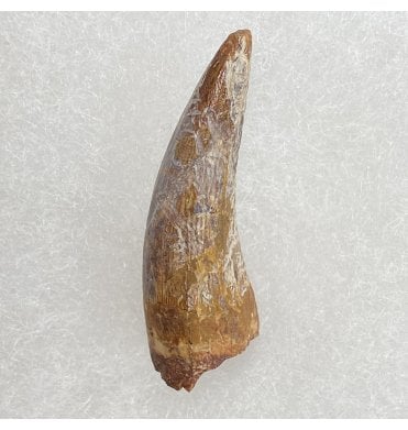 Upper Triassic Phytosaur Tooth from Chinle Formation, Arizona, USA (SKU V3055):- Machaeroprospus (Smilosuchus) gregorii