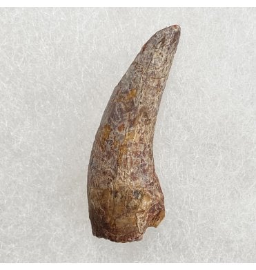 Upper Triassic Phytosaur Tooth from Chinle Formation, Arizona, USA (SKU V3056):- Machaeroprospus (Smilosuchus) gregorii