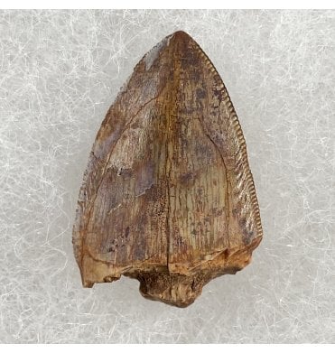 Upper Triassic Phytosaur Tooth from Chinle Formation, Arizona, USA (SKU V3059):- Rutiodon cf. carolinesis