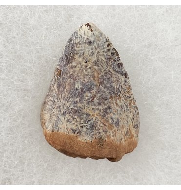 Upper Triassic Phytosaur Tooth from Chinle Formation, Arizona, USA (SKU V3061):- Rutiodon cf. carolinesis