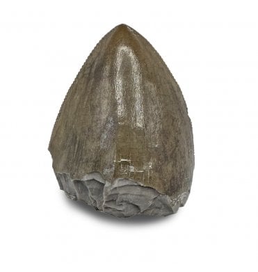 Upper Triassic Phytosaurus Tooth from Arizona, USA (SKU V8621):- Redondasaurus gregorii