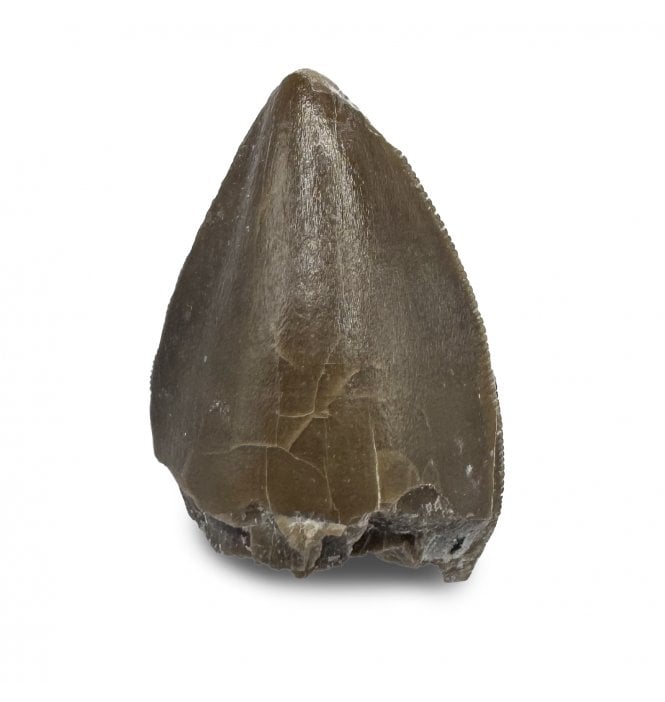 Upper Triassic Phytosaurus Tooth from Arizona, USA (SKU V8622):- Redondasaurus gregorii