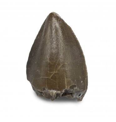 Upper Triassic Phytosaurus Tooth from Arizona, USA (SKU V8622):- Redondasaurus gregorii