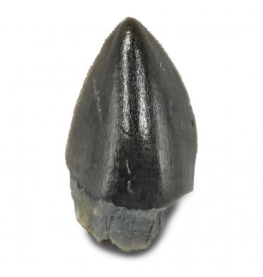 Upper Triassic Phytosaurus Tooth from Arizona, USA (SKU V9184):- Rutiodon cf. carolinesis