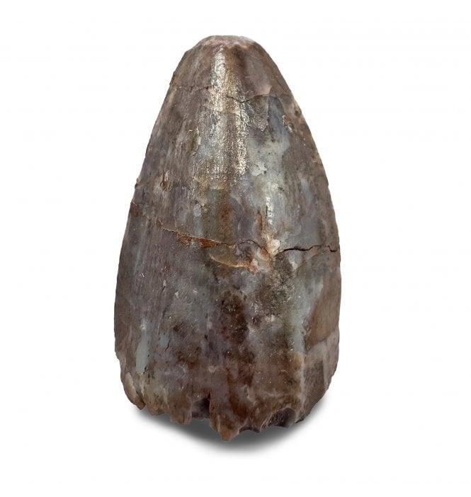 Upper Triassic Phytosaurus Tooth from Arizona, USA (SKU V9185):- Rutiodon cf. carolinesis