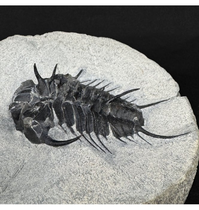 Very Rare Middle Cambrian Trilobite from Shandong, China (SKU T1565):- Dorypyge richthofeni (Dames 1883)