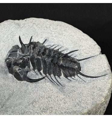 Very Rare Middle Cambrian Trilobite from Shandong, China (SKU T1565):- Dorypyge richthofeni (Dames 1883)