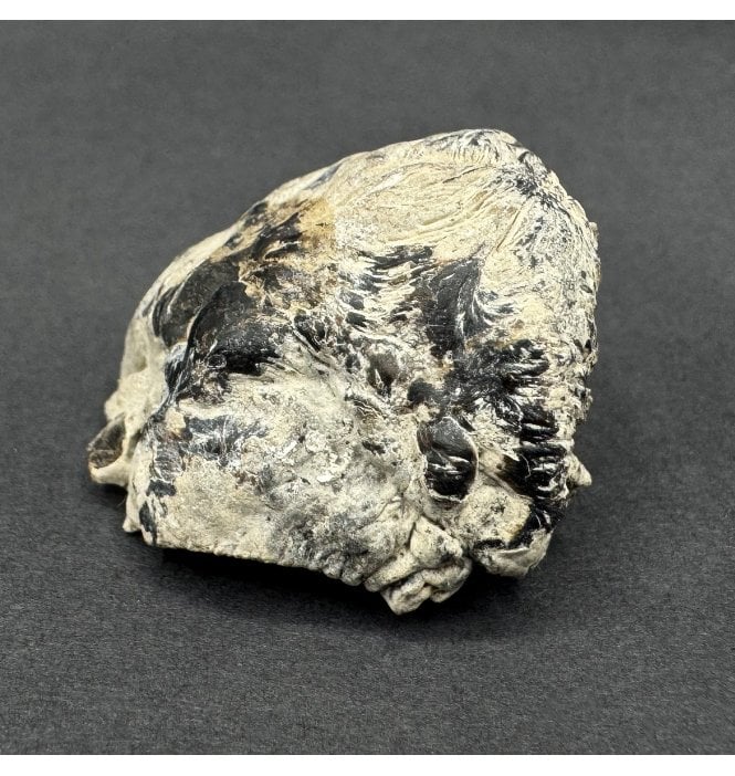 Very Rare Pliocene Fossil Bird Skull from Lee Creek Mine, North Carolina, USA (SKU V8308)