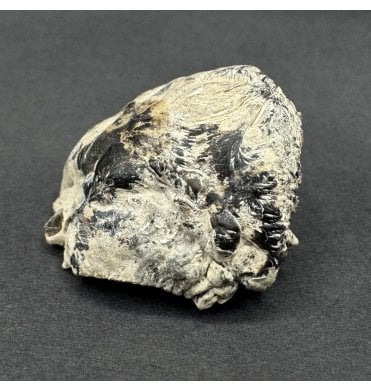 Very Rare Pliocene Fossil Bird Skull from Lee Creek Mine, North Carolina, USA (SKU V8308)