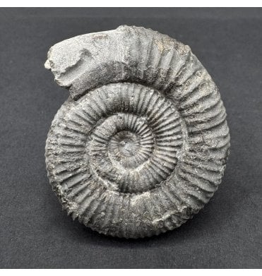 Whitby Snakestone Upper Lias, Lower Jurassic Ammonite from North Yorkshire, England (SKU A4668):- Dactylioceras commune