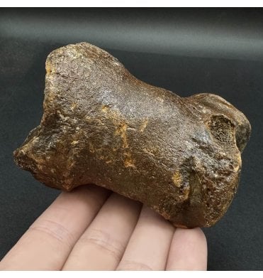 Woolly Rhino Phalange Foot Bone from the North Sea (SKU V6172):- Coelodonta antiquitatis