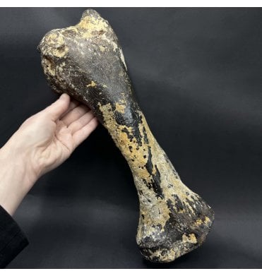 Woolly Rhino Radius (Arm) Bone from the North Sea (SKU V9355):- Coelodonta antiquitatis