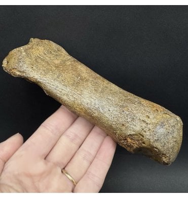 Woolly Rhino Toe Bone (Phalanges) from the North Sea (SKU V8376):- Coelodonta antiquitatis