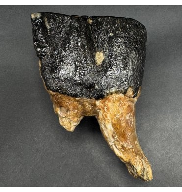 Woolly Rhino Tooth from the North Sea (SKU V8488):- Coelodonta antiquitatus