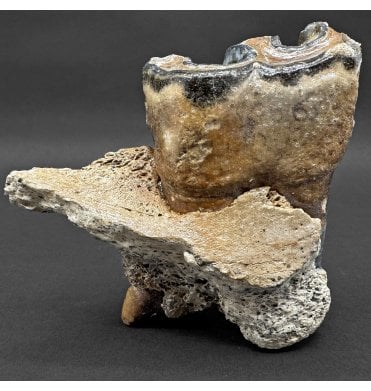 Woolly Rhino Tooth in Jaw from the North Sea (SKU V7999):- Coelodonta antiquitatis