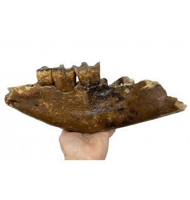 Woolly Rhinoceros Partial Jaw from the North Sea (SKU V4539):- Coelodonta antiquitatis